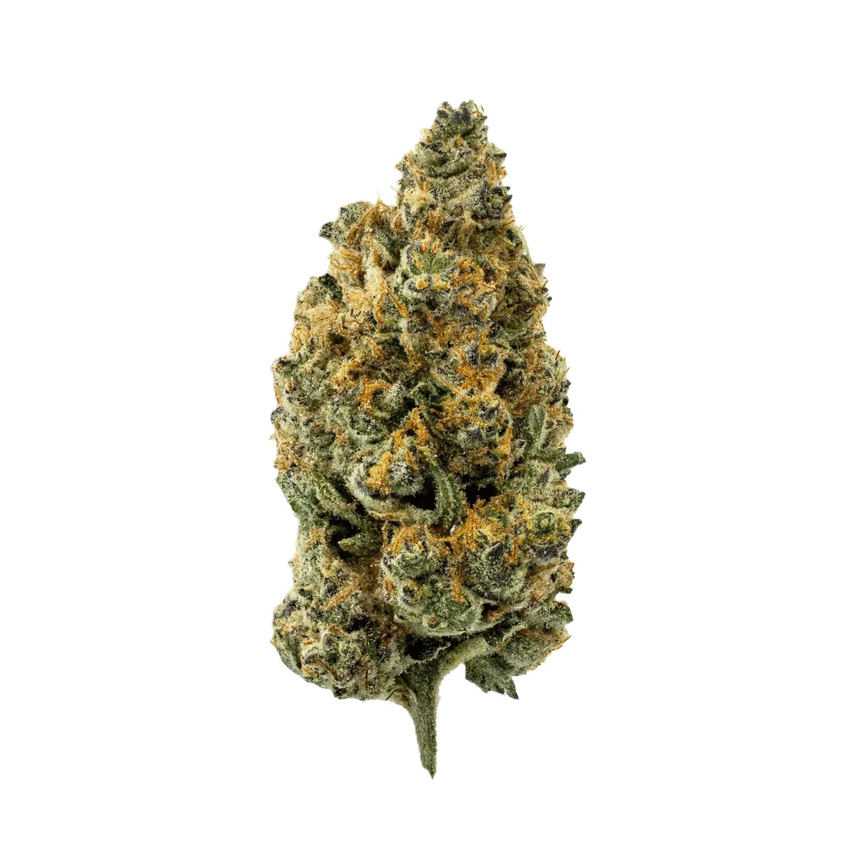 remexian-27-1-ota-zad Remexian 27/1 OTA ZAD Zanda´s Dream – Bild 1