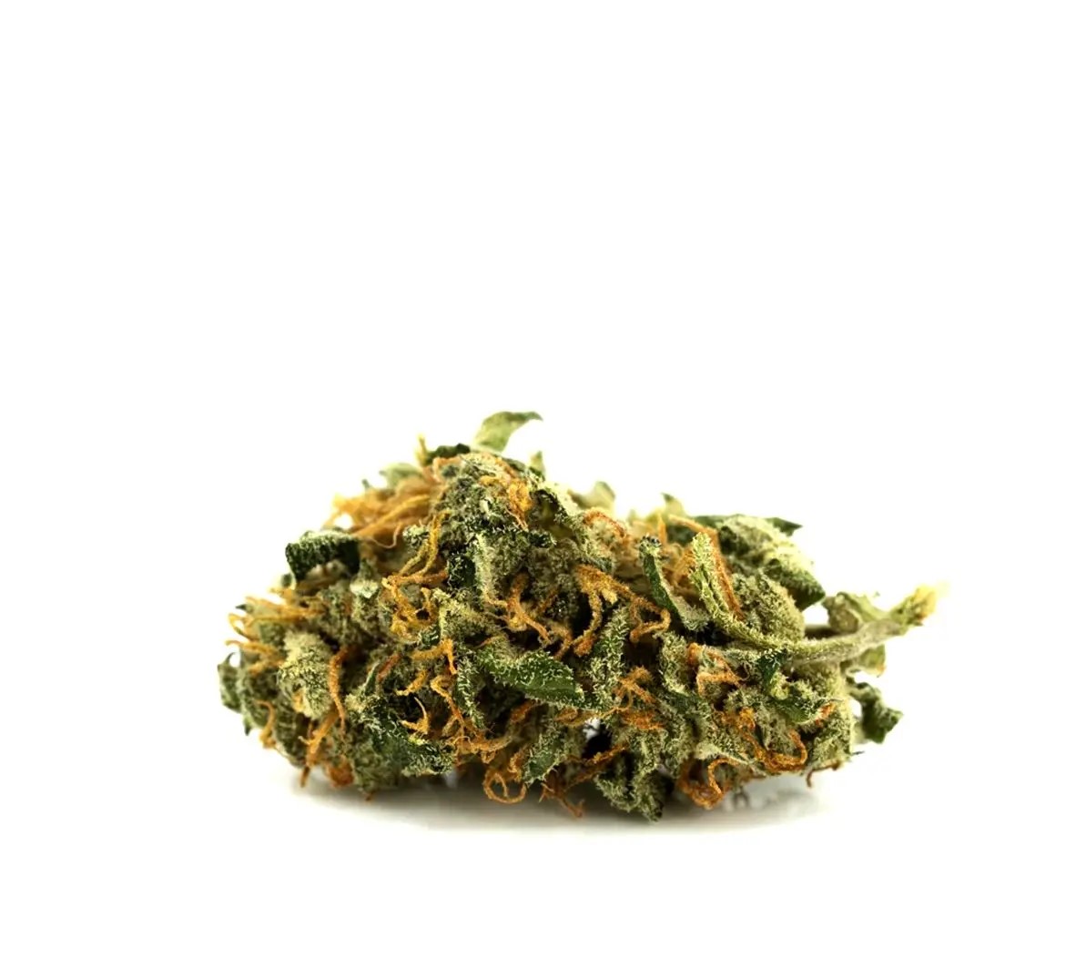 aphria-typ-1-bienville.jpg Aphria Typ 1 Bienville – Bild 1