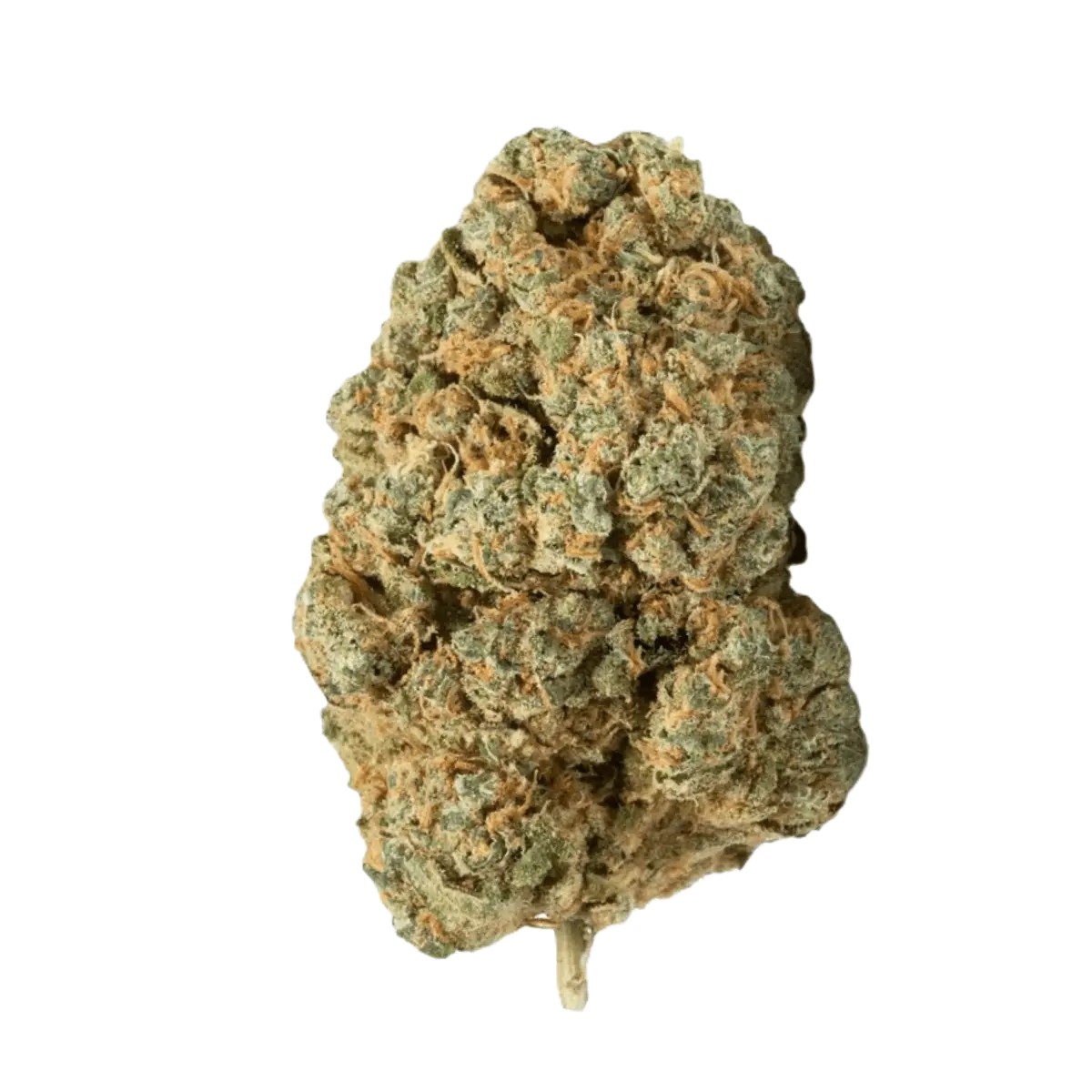 barongo-23-1-orange-octane.jpg Wellford Aquaponic 23/1 COP Critical Orange Punch – Bild 1