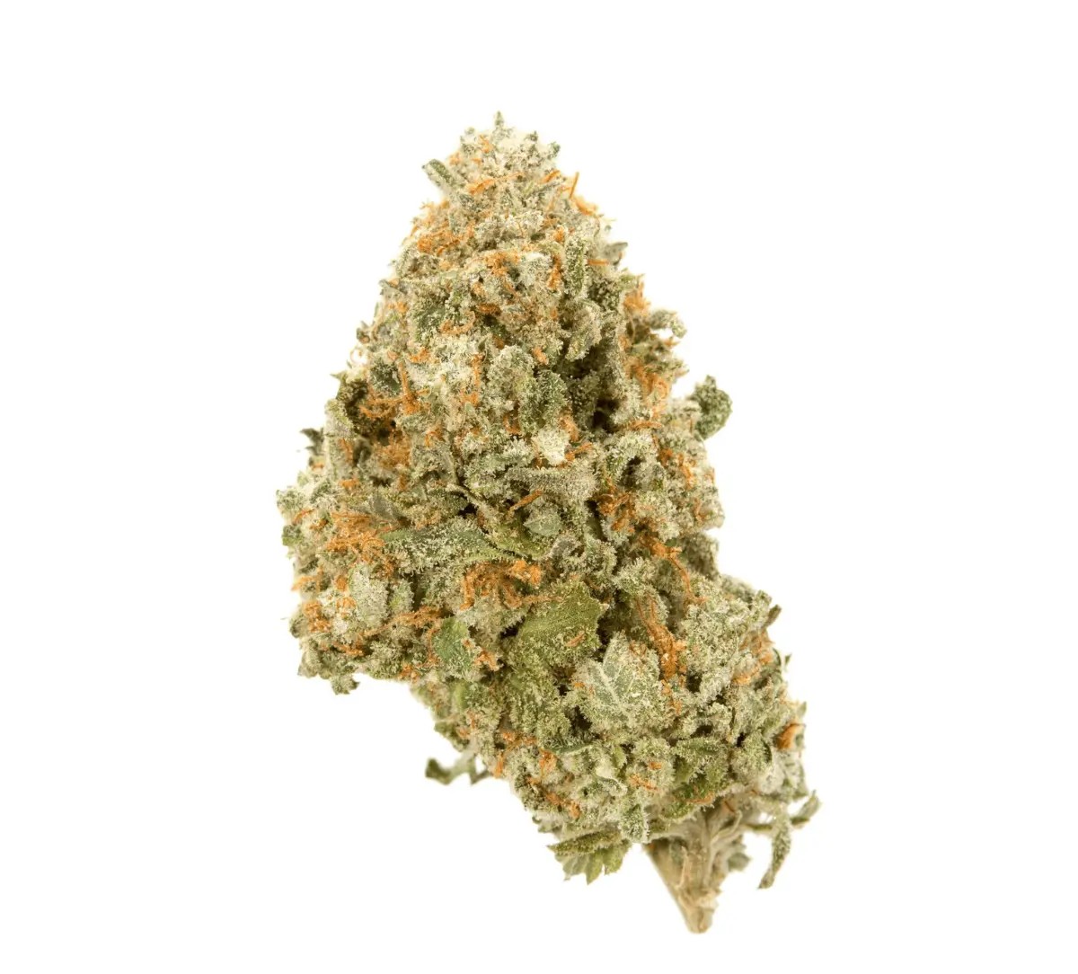 cookies-24-1-blanco.jpg Nimbus easy 24/1 French Cookies – Bild 1