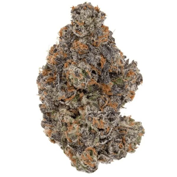 Medicus 24/1 EVS Godfather Biscotti