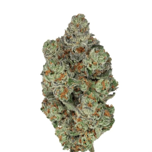 Mediprocan African Ruby 20/1 Mimosa