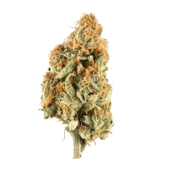 ZOIKS 31/1 LK OG Lime Kush